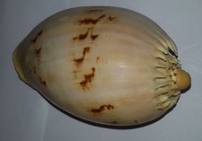 Conchiglia Shell  MELO  BRODERIPII  mm 148  Bohol  ( Filippine )