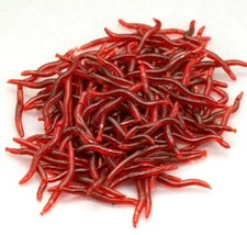 Set 100x verme rosso da terra