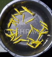 Neocaridine davidi yellow - neocaridine,