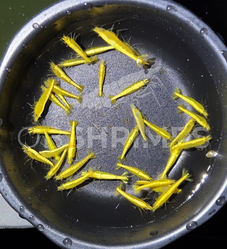Neocaridine davidi yellow - neocaridine,
