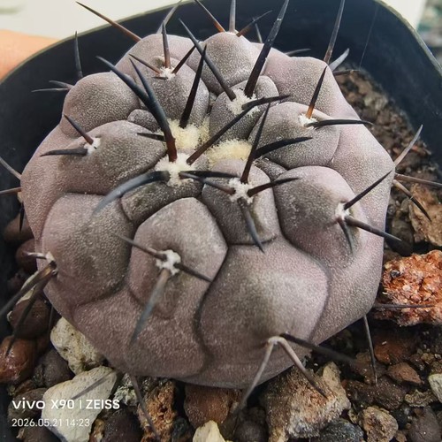 Vendita pianta rara copiapoa - rara,
