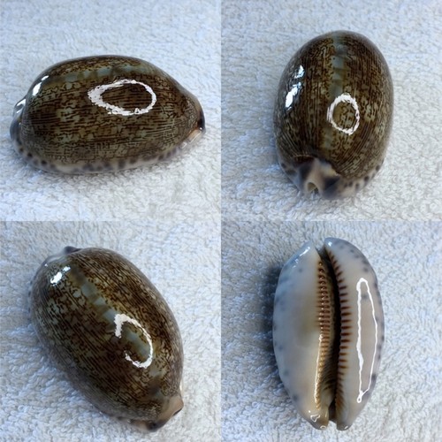 Cypraea eglantina marau - cypraea, eglantina,