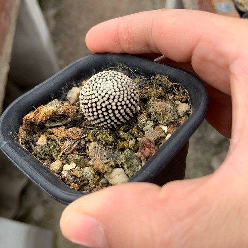 Pianta cactus succulenta - pianta,