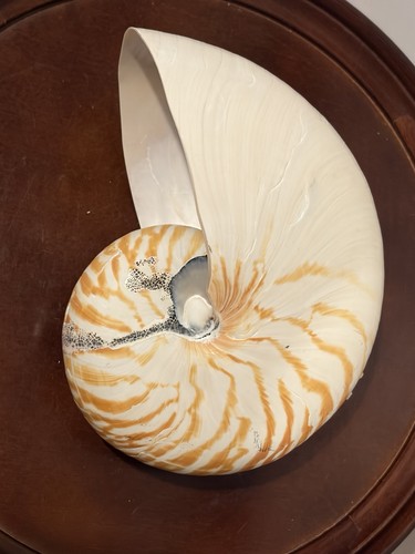 Splendida conchiglia nautilus - splendida,