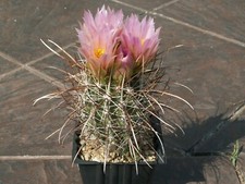 Sclerocactus parviflorus ssp