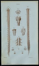 1852 - Tavola Anatomica