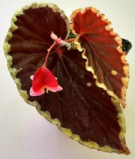 Begonia Darthvaderiana Begonia
