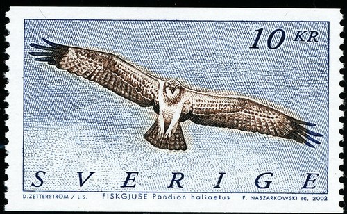 Osprey uccellino svezia 2002 - uccellino,