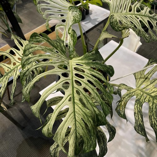 Monstera devil monster albo - devil,