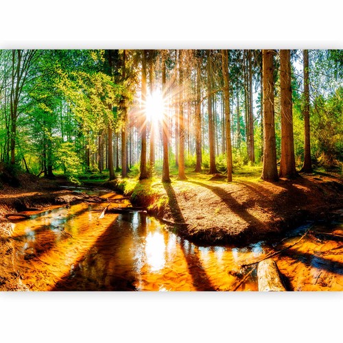 Paesaggio foresta alberi carta - paesaggio,