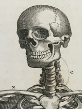 STAMPA INCISIONE 1842 ANATOMIA OSSA SCHELETRO CORPO UMANO CRANIO VISTA FRONTALE