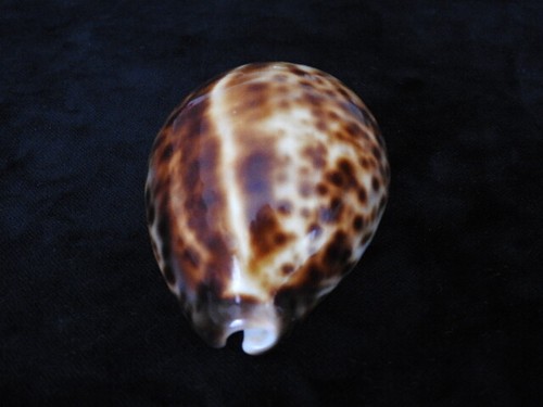 Sea shell cypraea - shell,