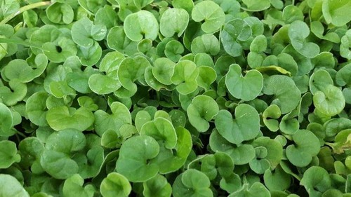 Semi dichondra repens - di,