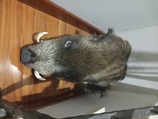 TESTA DI CINGHIALE  TROFEO DI CACCIA Imbalsamata tassidermia 