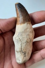 Grande Dente con radice