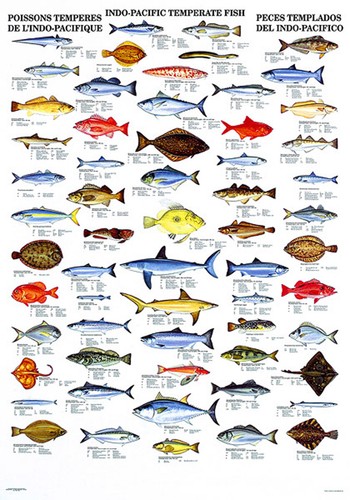 Poster 100 indo pacific - x,