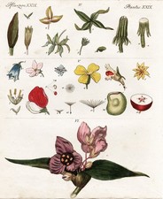 Fiori Blumen Calici Erbe