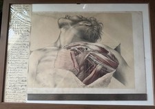 Framed Antique Anatomy