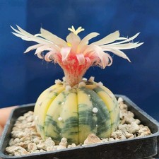Astrophytum asterias Nishiki