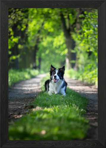 Border collie nella foresta