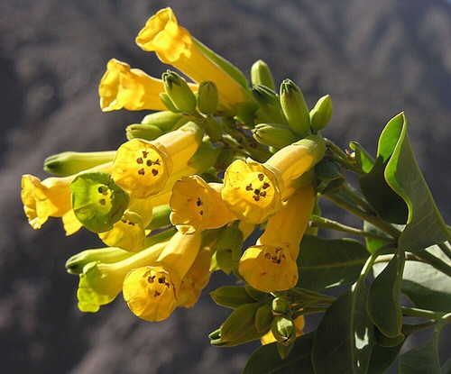Tree tobacco nicotiana - tobacco,
