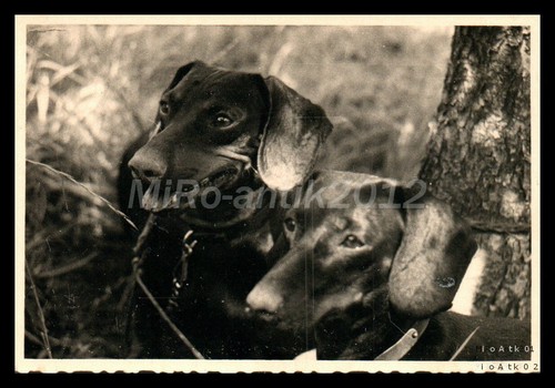 Foto mostra cani di - mostra,