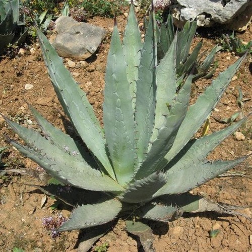 Agave parryi utahensis or - agave, x