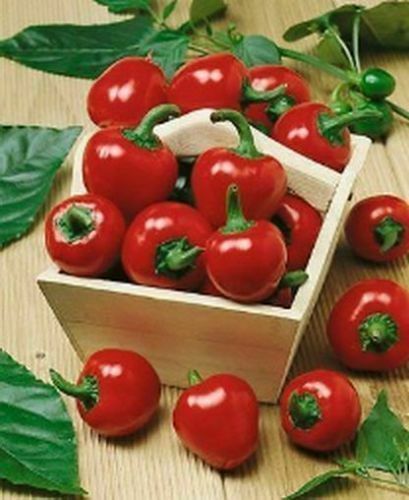 Cherry largo rosso - largo, 25