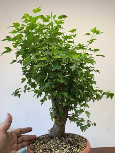 Acero buergerianum bonsai - acero,