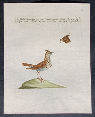 Stampa antica allodola