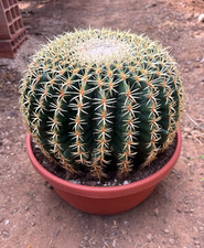 Echinocactus grusonii - echinocactus,