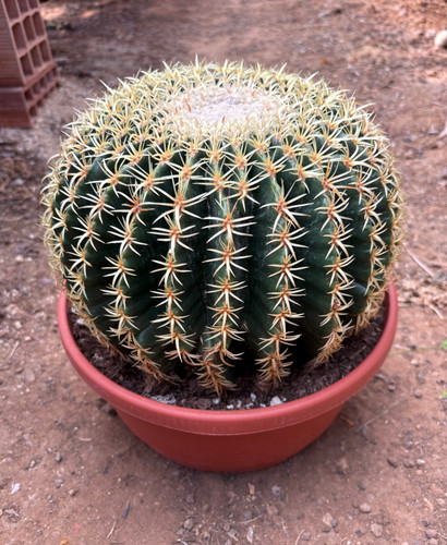 Echinocactus grusonii - echinocactus,