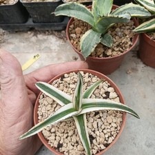 Haworthia Agave White Rhino Pot 10 Cm!!??