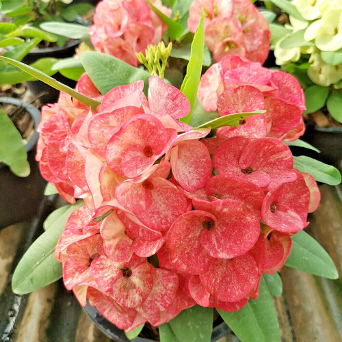 Corona spine prakaidao - corona,