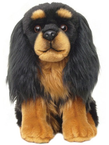Black tan cavalier king - cavalier,