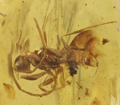 Raro haidomyrmex formica - raro, (formica