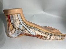 Somso NS1 Modello Anatomico