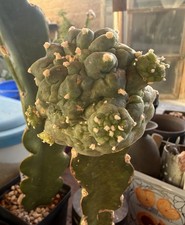 RARE 7.4 Cm Grafted Ariocarpus