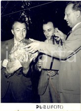 1954 SUZZARA Dino VILLANI