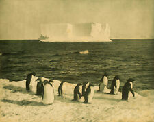 Herbert Ponting - Pinguini Iceberg Cape Royd Antartide (1910) - Stampa 17" x 22"