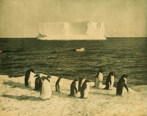 Herbert ponting pinguini - herbert,