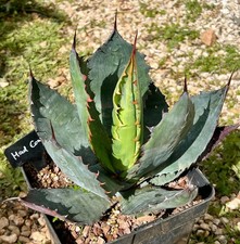 Agave Mad Cow, pezzo da