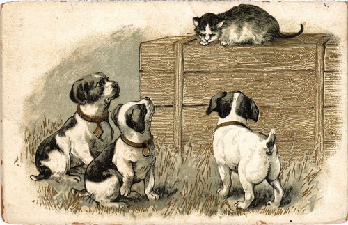 Cpa dogs with cat - a,