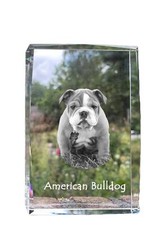 American Bulldog, Americano