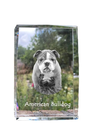 American bulldog americano - american,