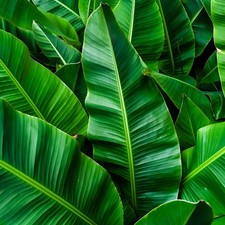 Musa Banano "Musa basjoo"