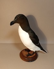 Taxidermy, Cabinet De Curiosites, Birds: Gazza Marina