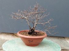 Bonsai Olmo Campestre 40x10cm