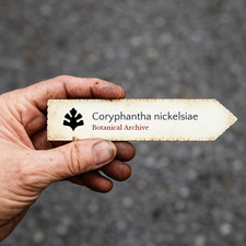 Coryphantha nickelsiae SEEDS -
