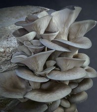 KIT COLTIVAZIONE FUNGHI PLEUROTUS PANI BALLA GRANDE DI FUNGO ORECCHIONE